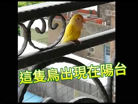 陽台飛來一隻鳥|陽台飛來「神話級仙鳥」電眼回眸美炸 千人羨慕：快。